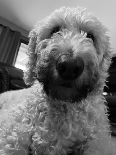 Goldendoodle A fluffy dog staring at you