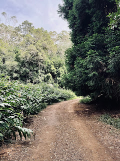A road less traveled A dirt path along a green shrubbed road