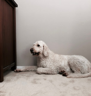 Sierra A goldendoodle dog lying down panting with a smile on her face.
