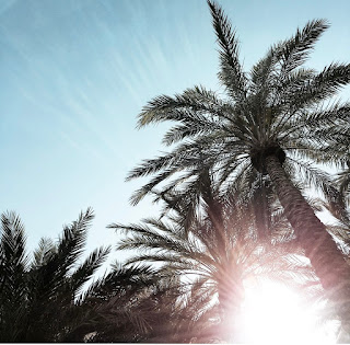 A view of the sun looking through palm trees
